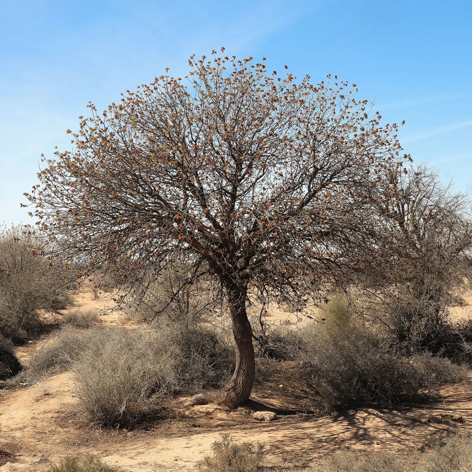 Intention to Honor Natural Materials